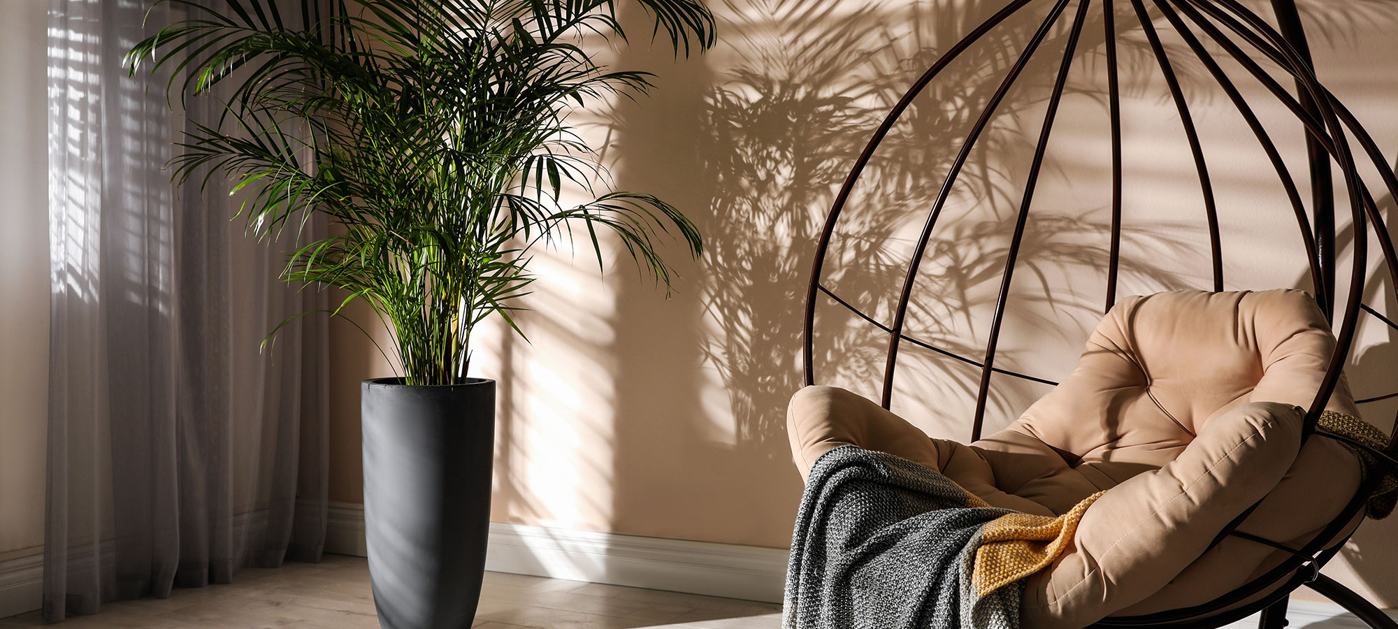 Hammock seat in shaded living room with a palm tree plant